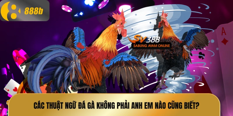 Các thuật ngữ đá gà