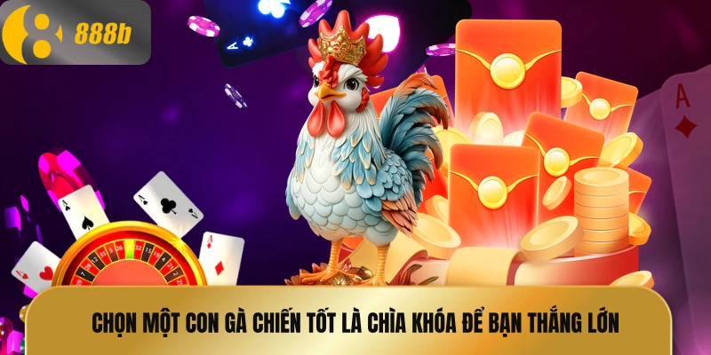 Chọn một con gà chiến tốt là chìa khóa để bạn thắng lớn