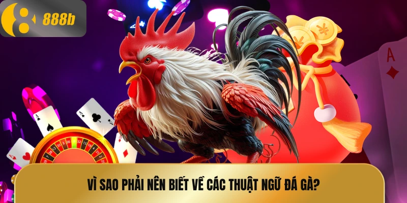 Vì sao phải nên biết về các thuật ngữ đá gà?